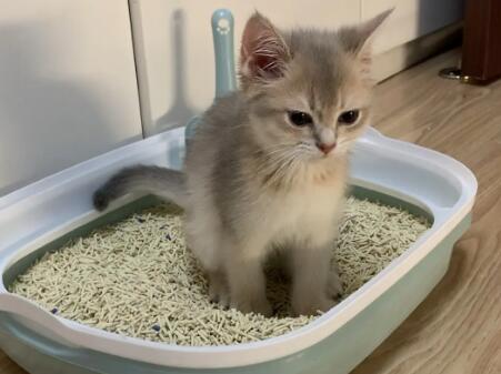 为什么猫咪便便后有血迹 为什么猫咪便便后有血迹