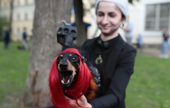 一文给你讲,腊肠犬怀孕吃什么好? 一文给你讲,腊肠犬怀孕吃什么好?