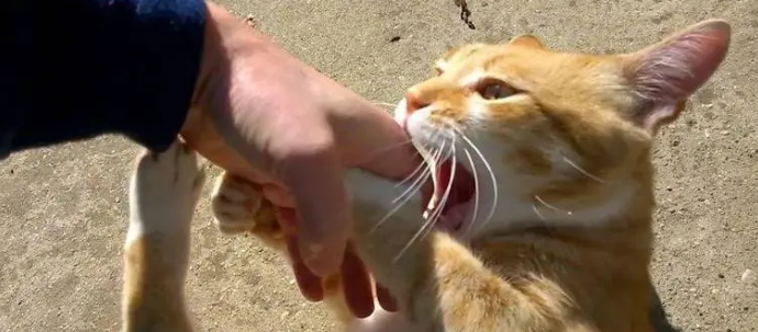 猫为什么一直要咬人