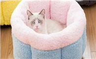 猫咪用品买什么