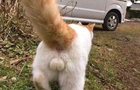 如何分辨猫咪公母