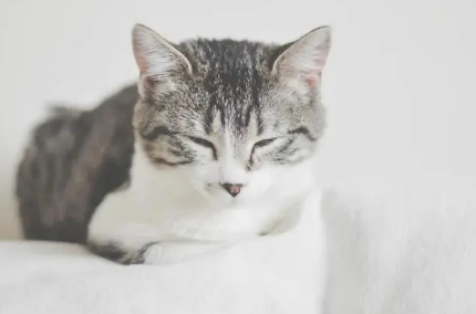 主人哭了猫知道吗