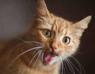 猫咪为什么要疯 猫咪为什么要疯