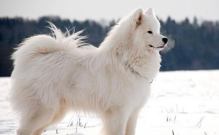 宠物价格:美国爱斯基摩犬多少钱一只? 宠物价格:美国爱斯基摩犬多少钱一只?