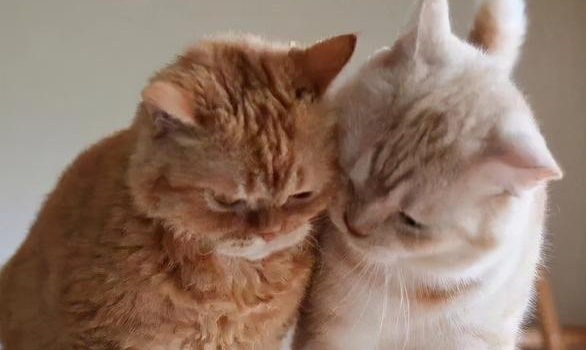 猫咪为什么要在你头上