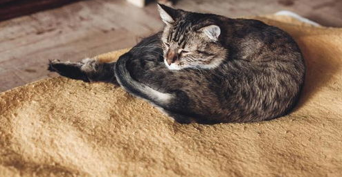 猫咪睡觉时为什么将身体卷成团