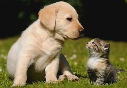 猫狗千万不能一起养