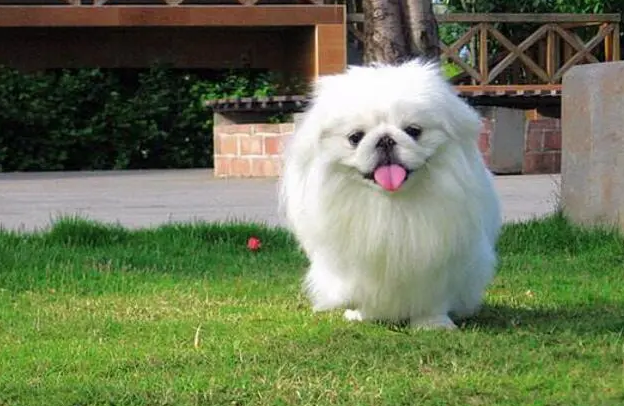 京巴犬中暑怎么办？天热了要照顾好它们哦！