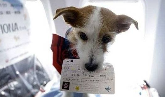 阿拉斯加上飞机！南航：证件齐全，这是至精神抚慰犬！ 