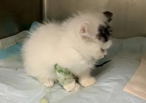 小猫身上有病毒没