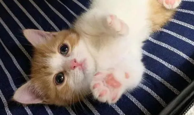 饲养攻略：小奶猫眼睛发炎用什么眼药水呢？