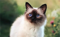 喜马拉雅猫怎么训练？来了解下吧