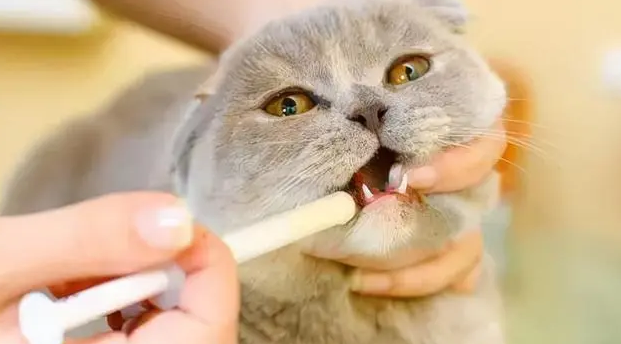 家养猫咪怎么驱虫最有效