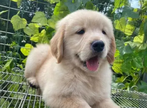 今日科普：金毛幼犬拉血是什么原因？