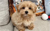 马尔泰犬掉毛吗?不妨来看看吧