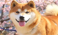 秋田犬掉毛吗?你了解吗?