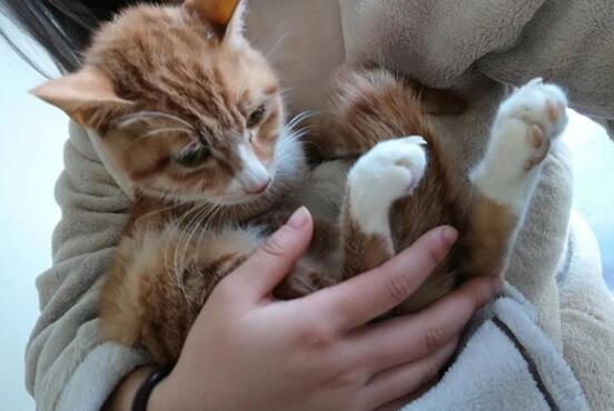 猫咪喜欢粘人