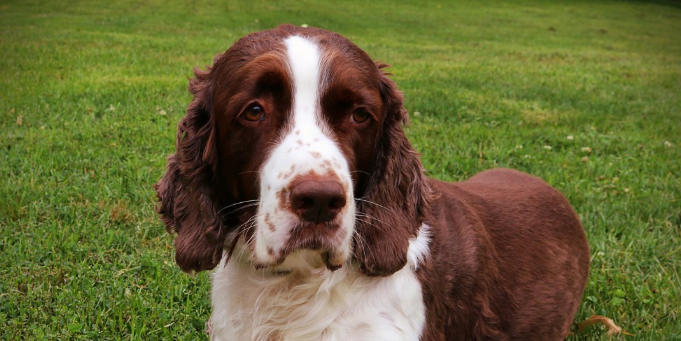 史宾格犬价格是多少钱?你买贵了吗?