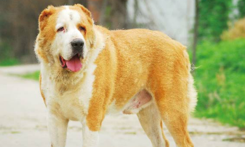 中亚牧羊犬吃什么?什么食物优先级高? 中亚牧羊犬吃什么?什么食物优先级高?