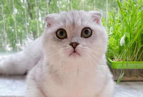 银渐层折耳猫为什么不能养?来这里get下吧 银渐层折耳猫为什么不能养?来这里get下吧