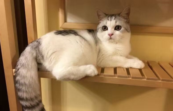 全国连锁猫舍--小猫来了猫舍 全国连锁猫舍--小猫来了猫舍