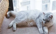 猫后腿无力能自愈吗