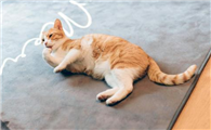 猫咪的叫声为什么那么令人愉悦