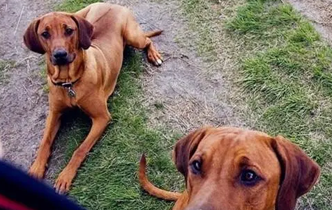 一起来了解一下得西亚脊背犬腹泻怎么治疗吧！