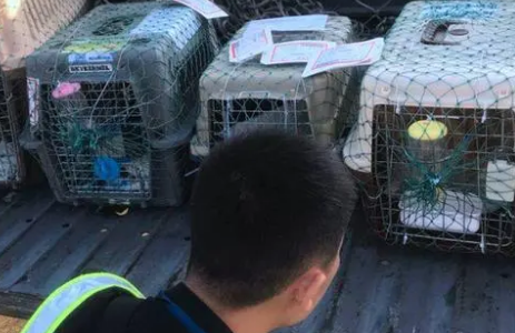 宠物托运公司哪个最便宜 宠物托运公司哪个最便宜