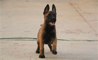 养马犬注意什么问题?怎么照顾最好?