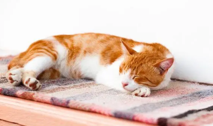 猫咪临终前的告别信号 猫咪临终前的告别信号