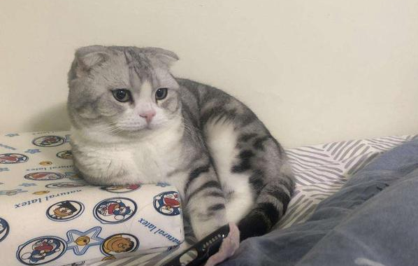 什么猫粮适合美国短尾猫？商品粮和天然粮