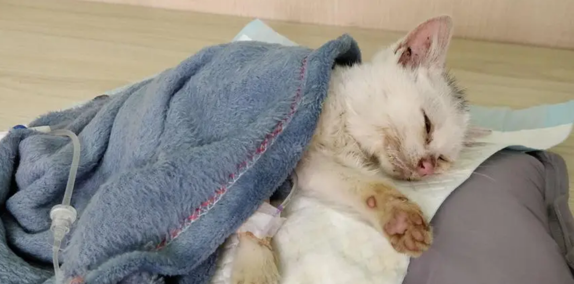 我的猫死了我好难过