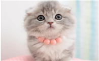 广州的正规猫舍