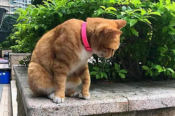 猫咪离家出行就叫怎么回事