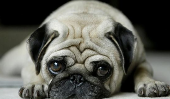 巴哥犬得了犬瘟热怎么办?该怎么做呢? 巴哥犬得了犬瘟热怎么办?该怎么做呢?