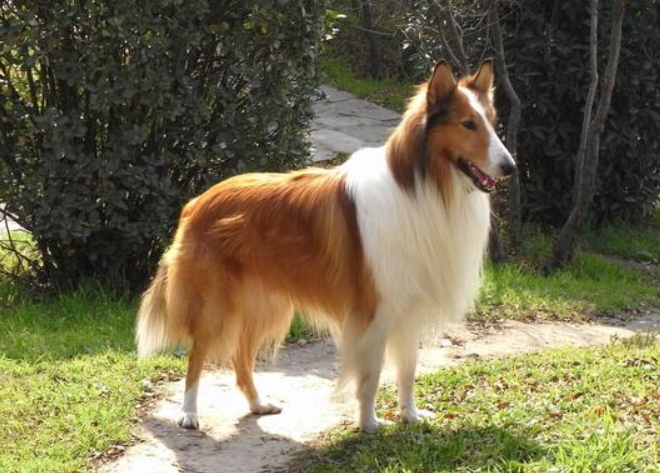 苏格兰牧羊犬喂食要点及注意事项,饲养须知~ 苏格兰牧羊犬喂食要点及注意事项,饲养须知~