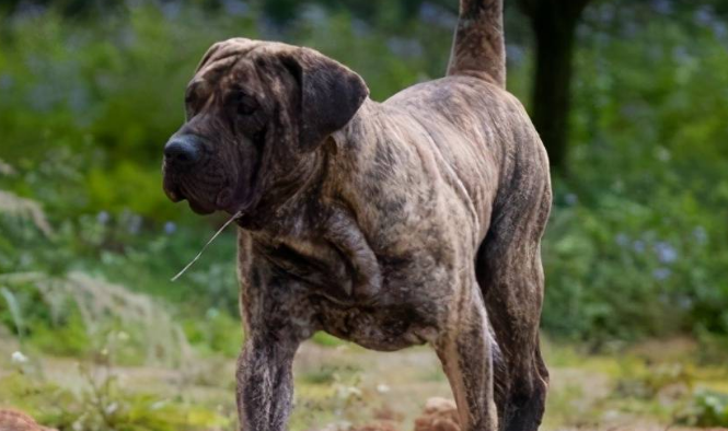 加纳利犬如何喂养?给它吃什么比较好? 加纳利犬如何喂养?给它吃什么比较好?