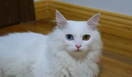 土耳其梵猫怎么饲养?注意这几方面即可 土耳其梵猫怎么饲养?注意这几方面即可