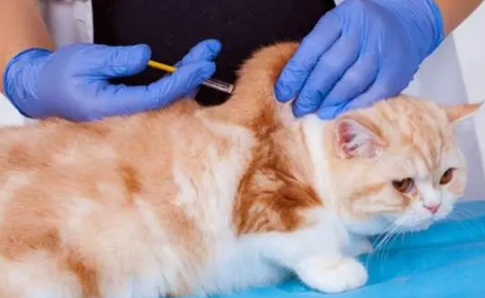 猫超过三个月还打三联吗 猫超过三个月还打三联吗