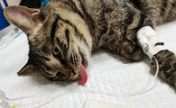 猫做绝育需要超声刀吗