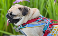 巴哥犬眼屎多怎么办?不妨来了解这些小妙招!