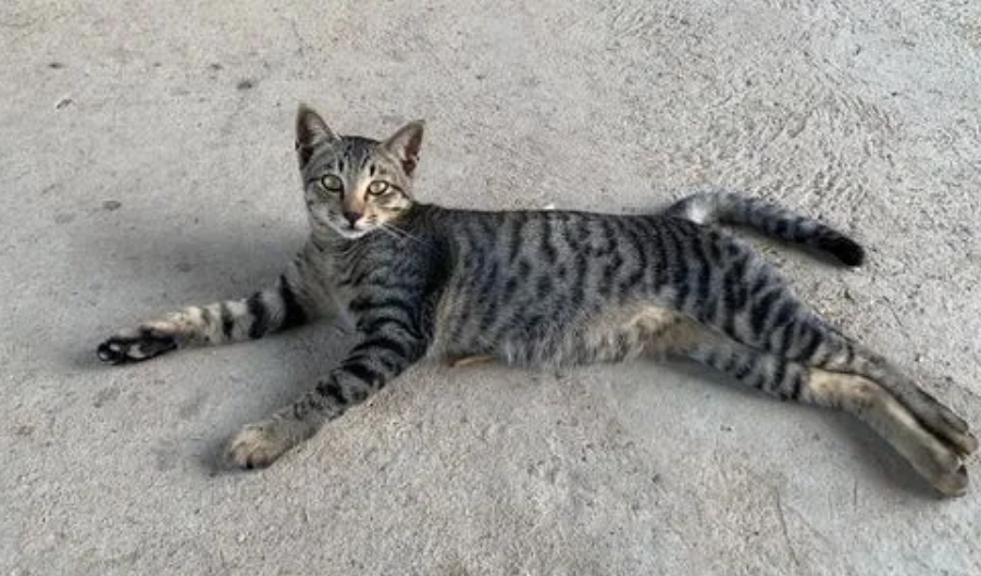 在室内养狸花猫合适吗？需要注意什么