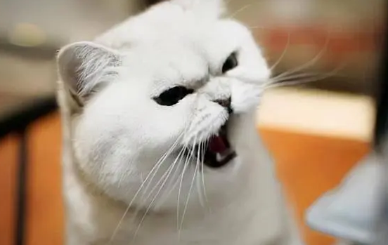 猫咪晚上都爱叫吗为什么呢