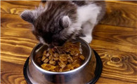 猫咪晚上为什么会饿得快