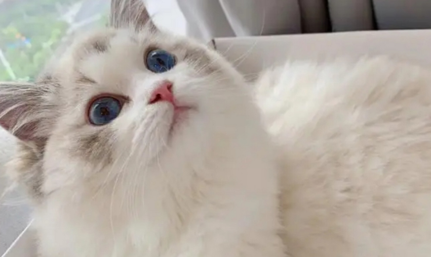 猫咪不怕烫是什么原因