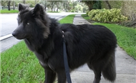 蓝湾牧羊犬怎么养？正确的饲养技巧在这里