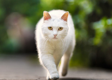 猫在走路怎么老是叫个不停