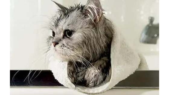 猫毛沾上油漆怎么办