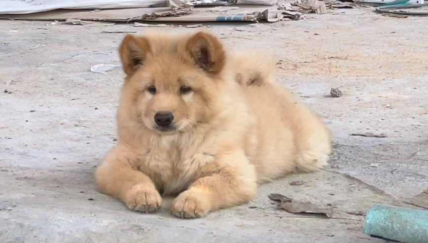 土松犬什么颜色最好